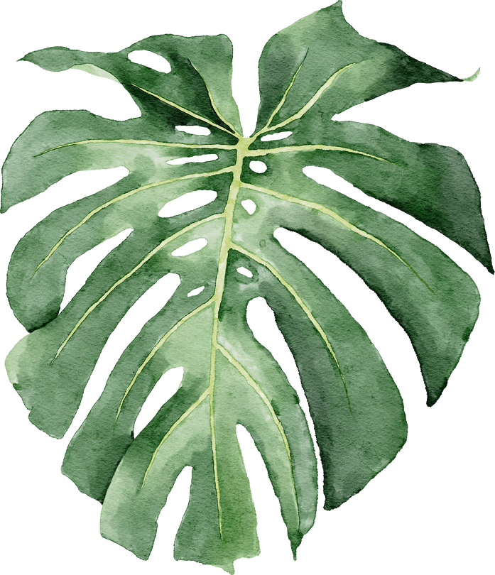 Watercolor Tropical Monstera Leaves